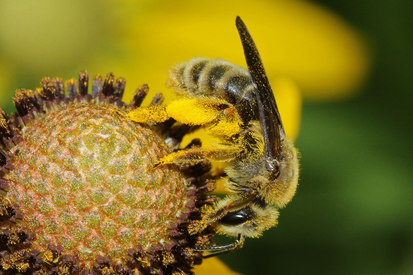 Coneflower Miner