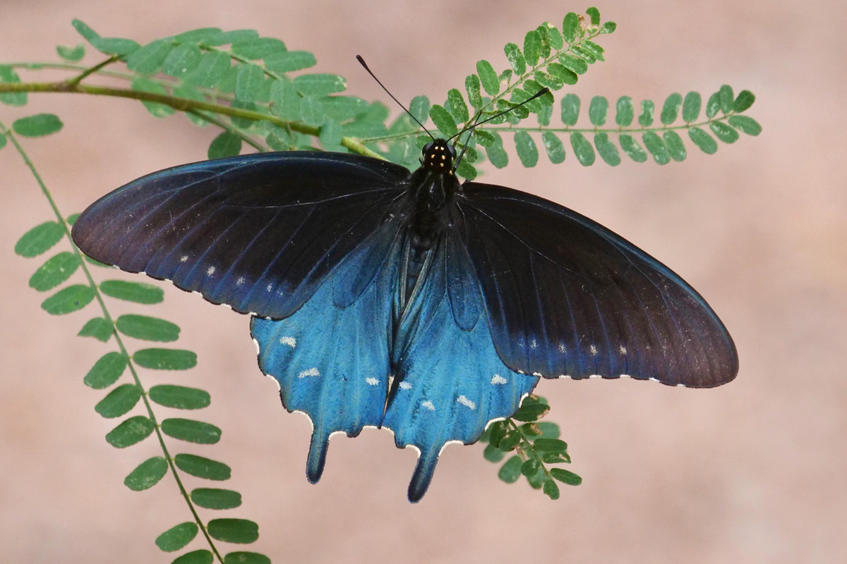 Pipevine Swallowtail