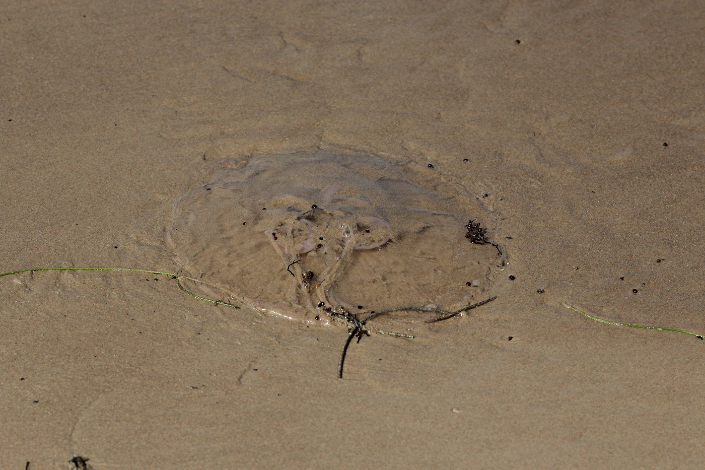 Southern Moon Jelly