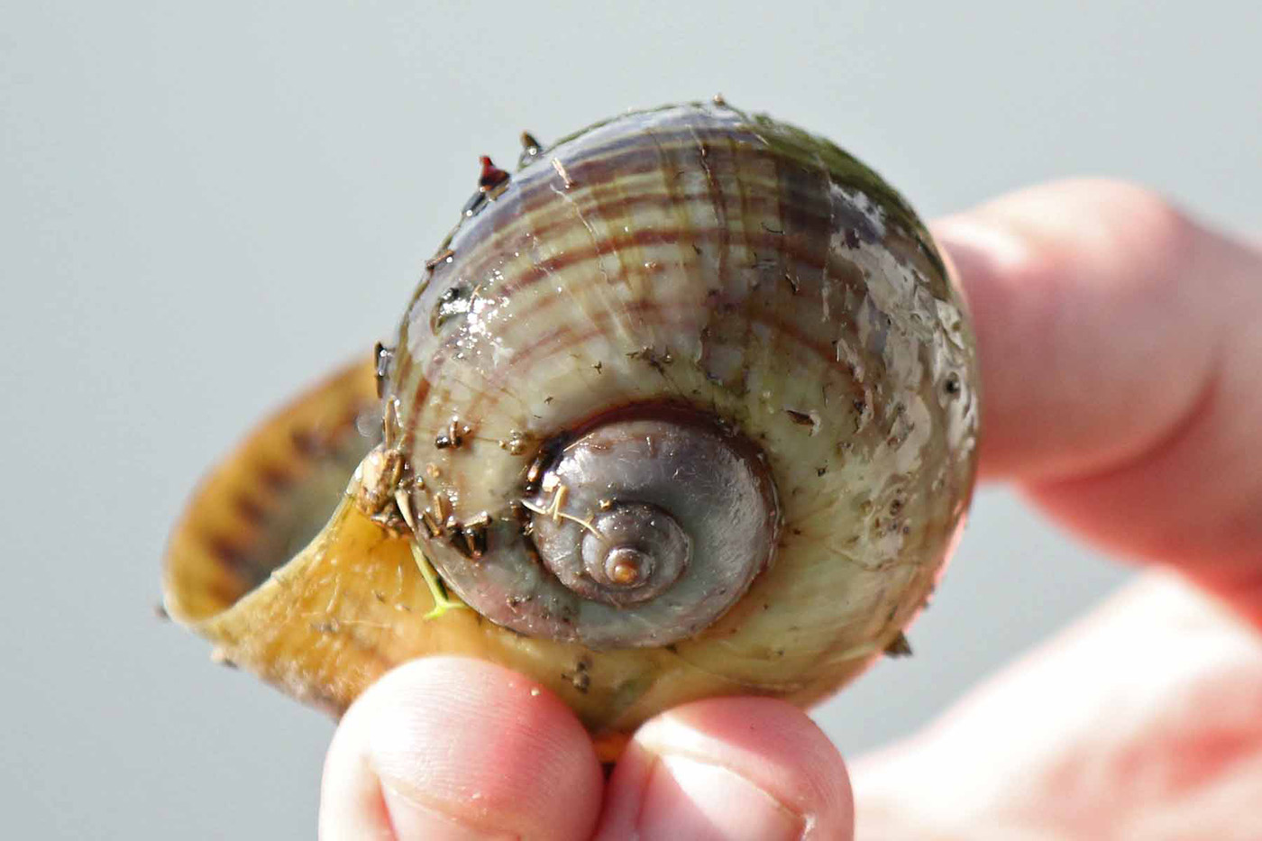 Island Apple Snail