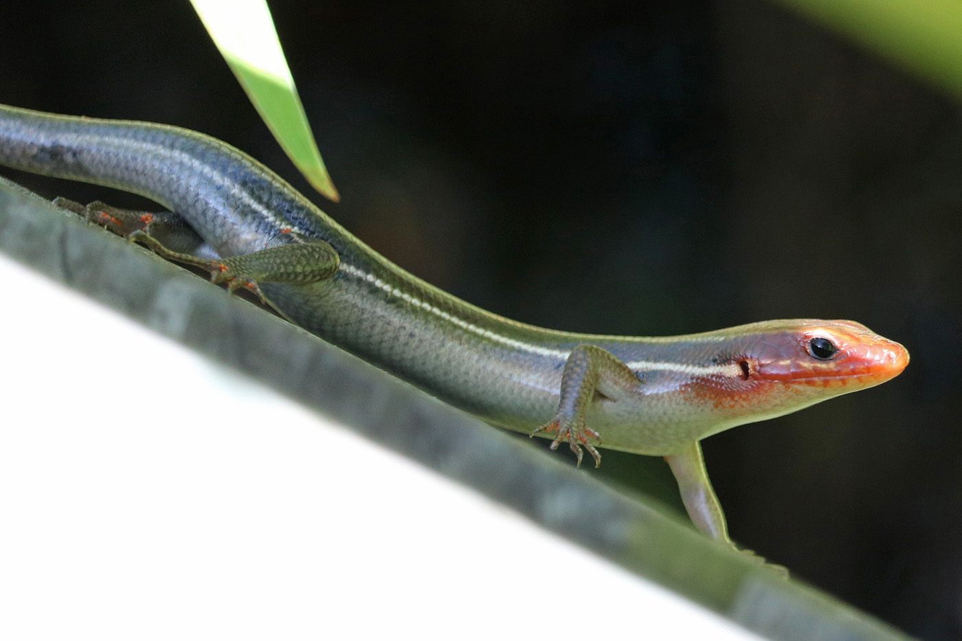 Five-lined Skink