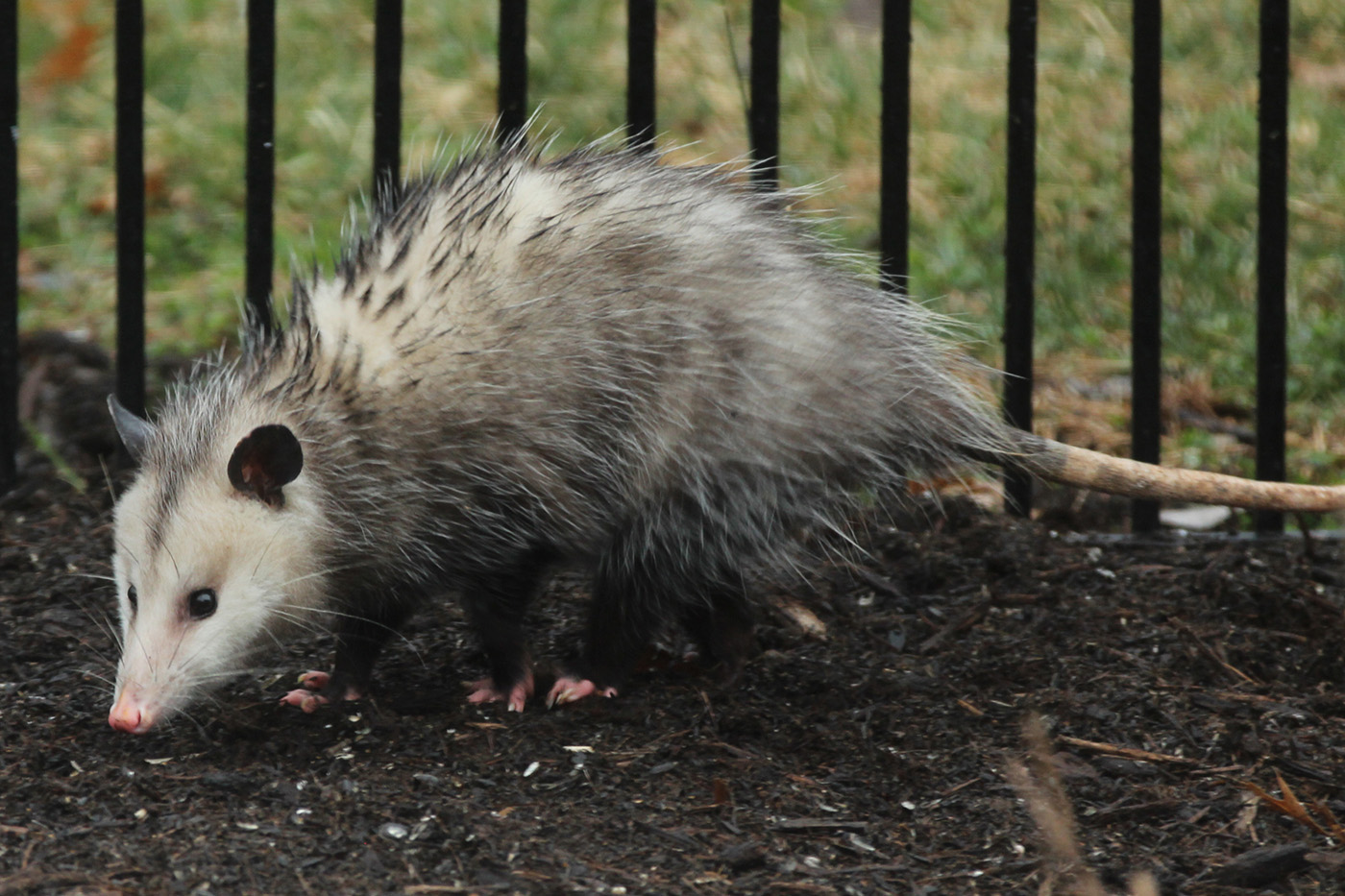 Virginia Opossum