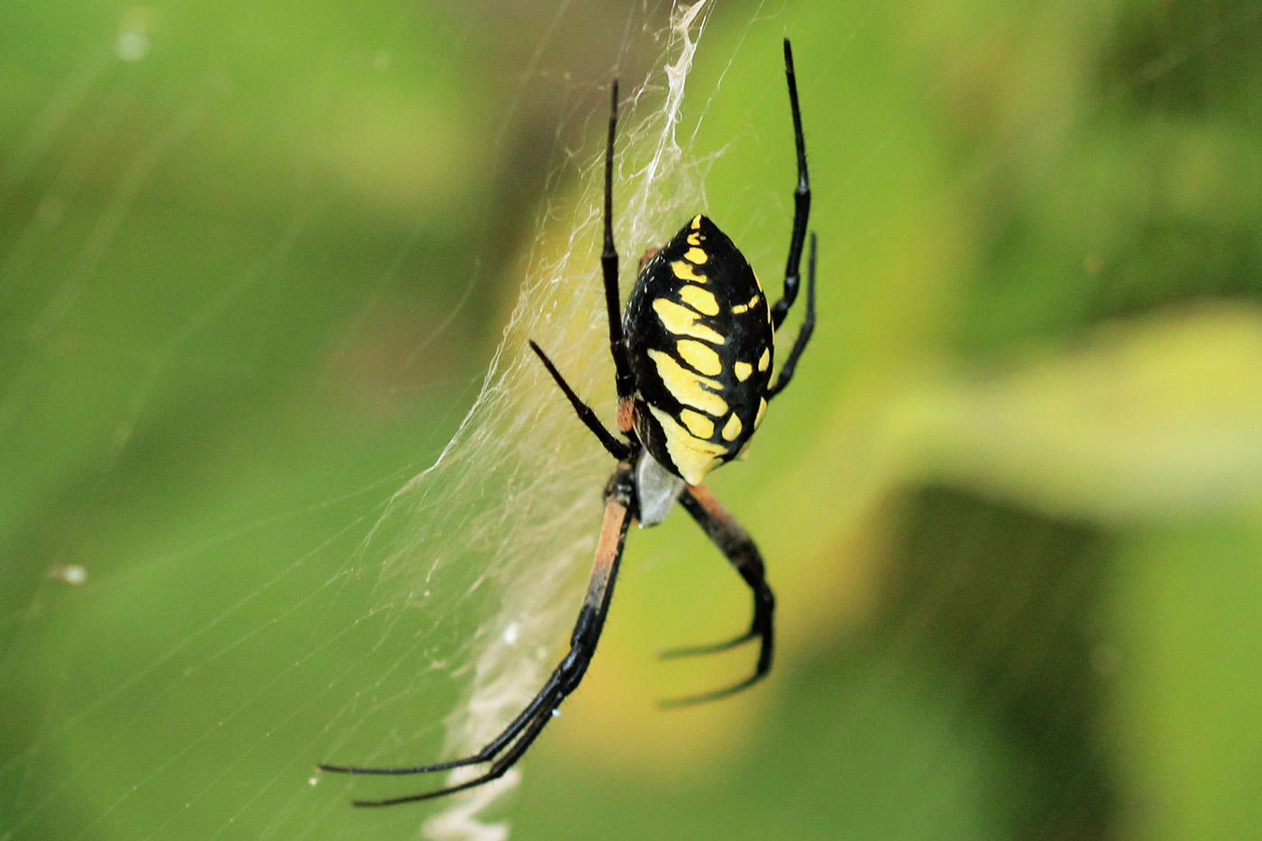 Black and Yellow Argiope