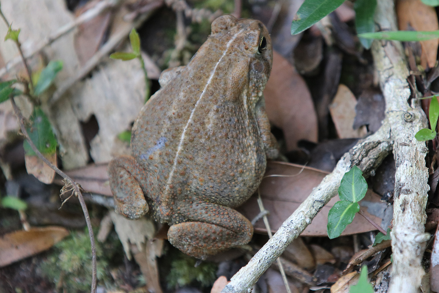 American Toad